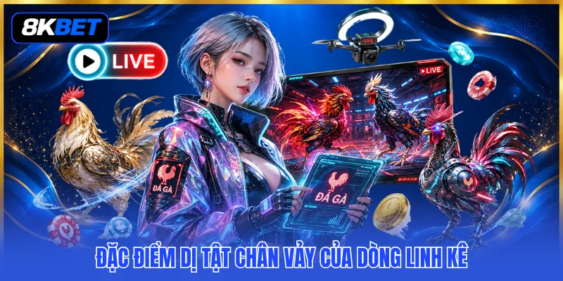Gà Chọi Thần Kê Quý Hiếm 2026 - Cẩm Nang Săn Lùng Thần Kê 4 Đặc điểm dị tật chân vảy của dòng linh kê