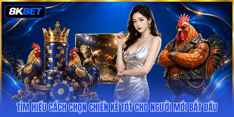 Cách Chọn Chiến Kê Tốt - 3 Tiêu Chí Lựa Chọn Chuẩn Xác 2 Tìm hiểu cách chọn chiến kê tốt cho người mới bắt đầu